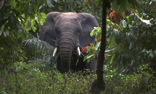 Parc national de la marahoué