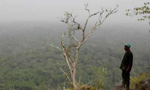 Parc national de tai