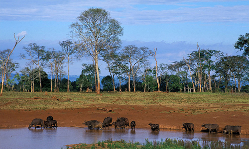 Le Parc des Aberdares