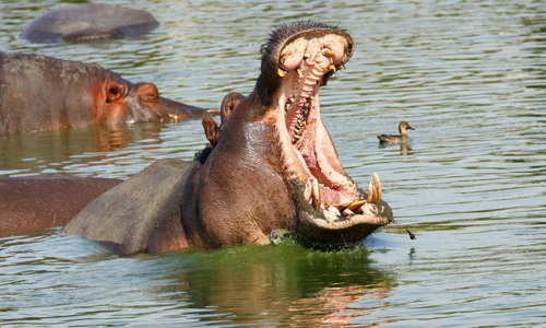 Le Parc national de Meru